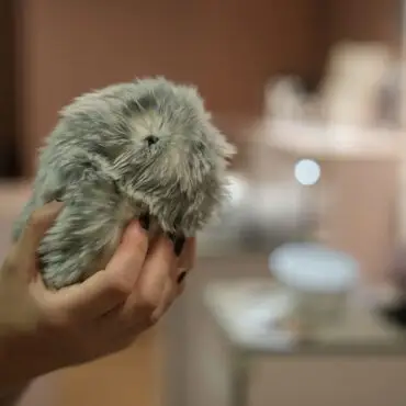 Mit ihren Knopfaugen erinnern Moflins an Hamster.