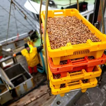 Wie geht es weiter mit der Krabbenfischerei im Wattenmeer? (Archivbild)