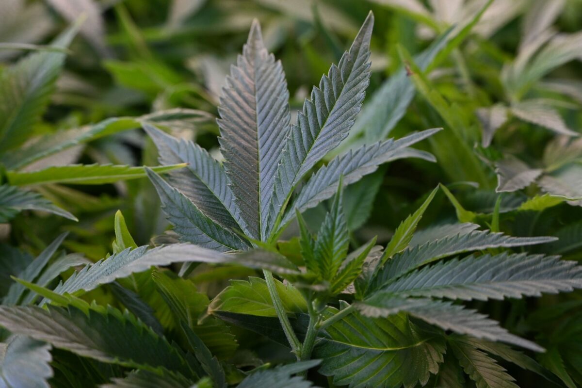 Ein Pilzsammler hat zufällig eine Cannabisplantage in der Nähe von Travemünde entdeckt.