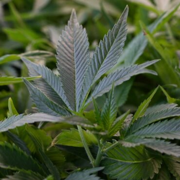 Ein Pilzsammler hat zufällig eine Cannabisplantage in der Nähe von Travemünde entdeckt.