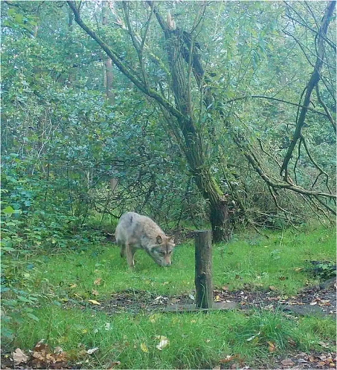 Anhand der Aufnahme einer Wildtierkamera haben Experten bestätigt, dass es sich bei dem Tier um einen Wolf handelt.