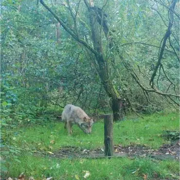 Anhand der Aufnahme einer Wildtierkamera haben Experten bestätigt, dass es sich bei dem Tier um einen Wolf handelt.