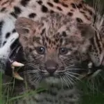 Die Leoparden-Babys haben jetzt auch Namen. (Archivbild)