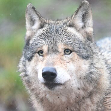 Im Hamburger Westen gibt es Meldungen über die Sichtung eines Wolfes. (Archivbild)