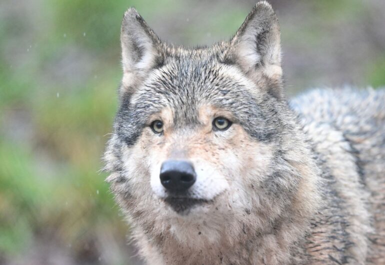 Im Hamburger Westen gibt es Meldungen über die Sichtung eines Wolfes. (Archivbild)