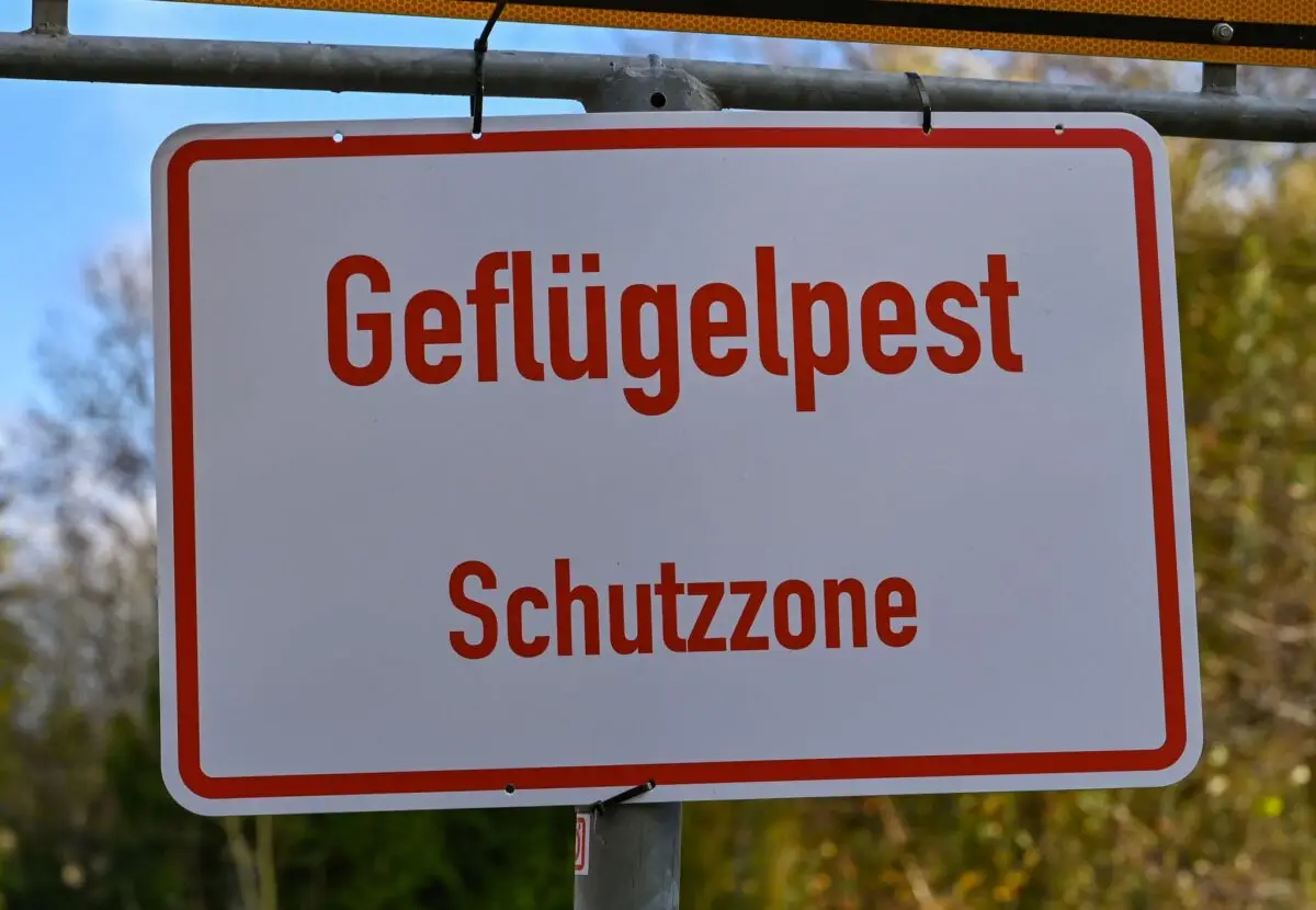 In einem Betrieb im Kreis Segeberg wurde die Geflügelpest nachgewiesen. (Symbolbild)