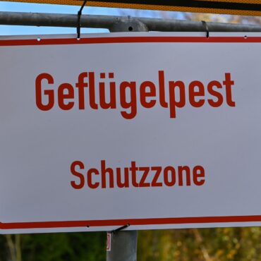 In einem Betrieb im Kreis Segeberg wurde die Geflügelpest nachgewiesen. (Symbolbild)