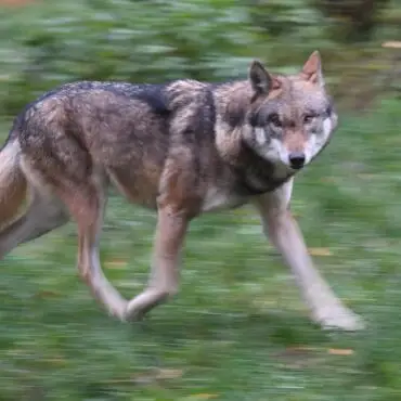 Im Kreis Pinneberg ist ein Wolf gesichtet und ein Pferd verletzt worden. (Symbolbild