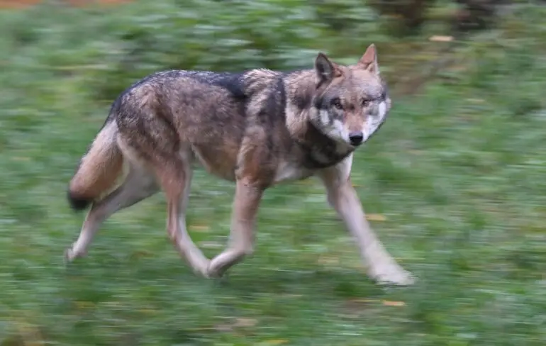 Im Kreis Pinneberg ist ein Wolf gesichtet und ein Pferd verletzt worden. (Symbolbild