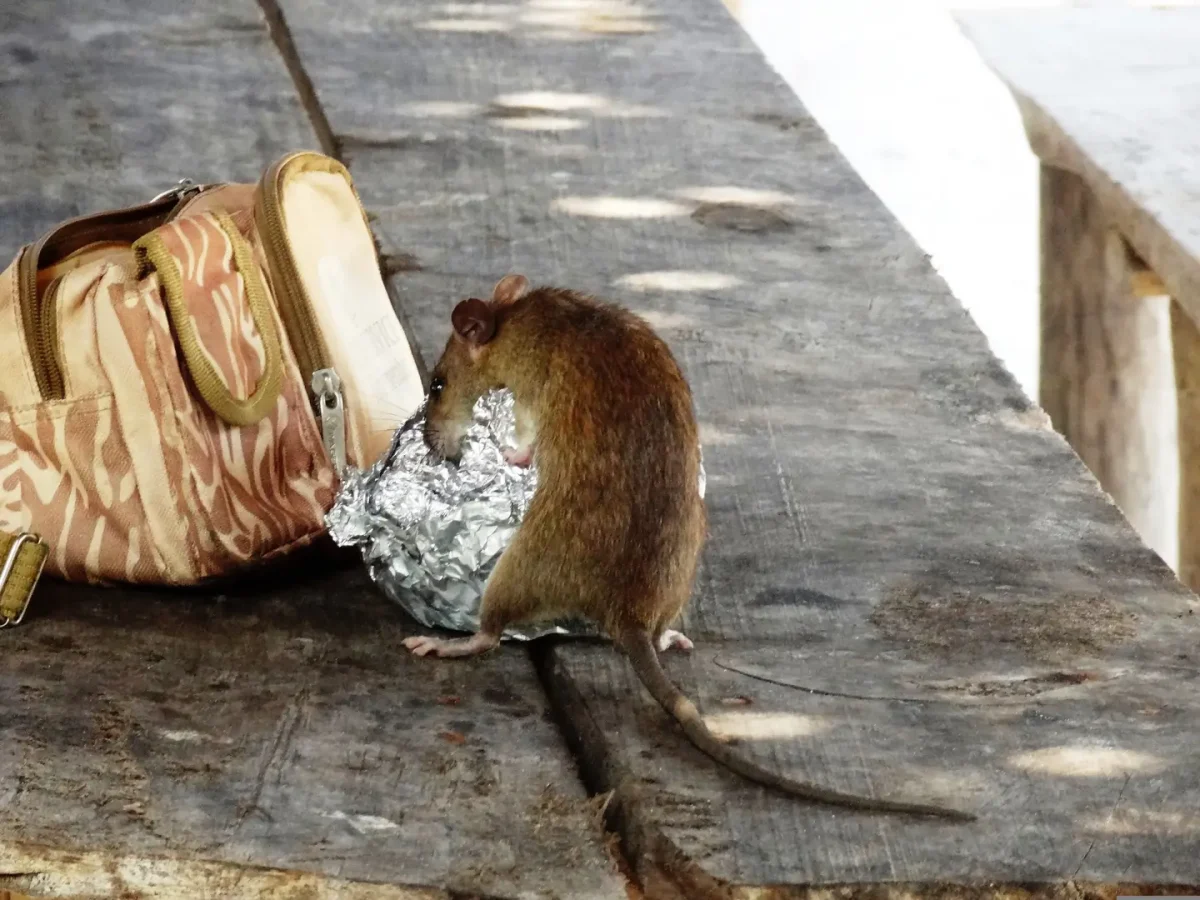 Ratte als Symbolbild zum Thema Rattenbekämpfung und Vorsorge