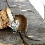 Ratte als Symbolbild zum Thema Rattenbekämpfung und Vorsorge