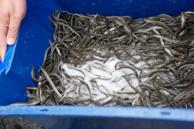 Rund 74.000 Jungaale sind in die Schlei gesetzt worden.